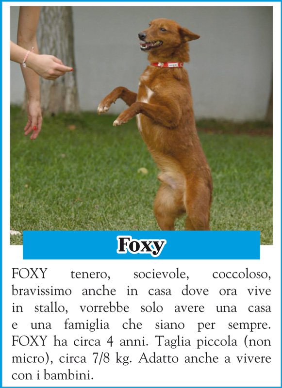 animalando-foxy