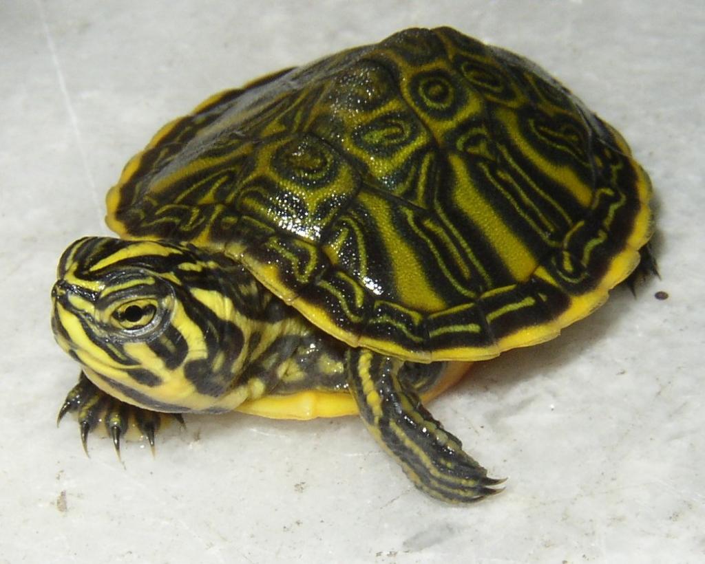 Traffico internazionale di tartarughe