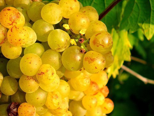 MOSCATO-UVA