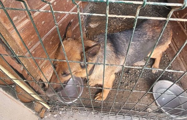 Cane lupo sequestrato dalle Guardia Zoofile: viveva in uno scantinato buio e malsano in provincia