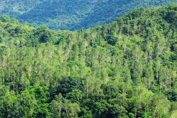 Crescono in Italia, +5.9%, le foreste sostenibili: un milione di ettari cambia il Paese