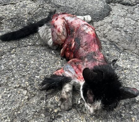 Sale: gatto scuoiato vivo e lasciato in strada