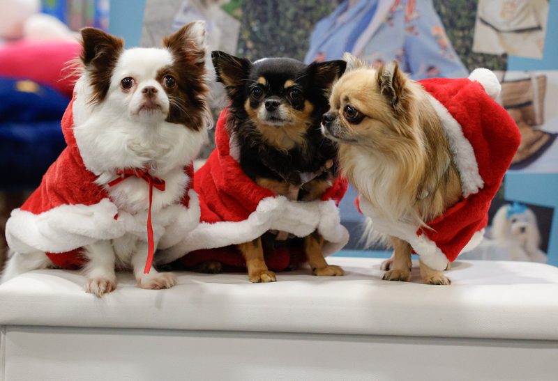 Torino apre le porte a Quattrozampeinfiera, 22 e 23 novembre, tra Natale e sostenibilità