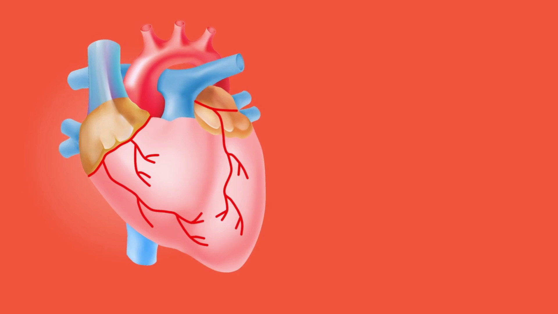 Il battito del cuore frena la crescita dei tumori nel tessuto cardiaco